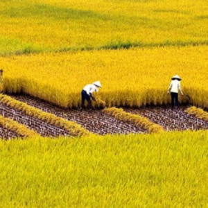 ky-thuat-cham-soc-cay-lua-trong-mua-suong-muoi