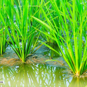 cach-phong-ngua-dao-on-cho-cay-lua