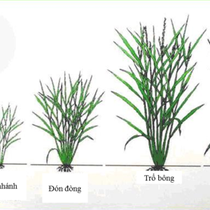 cac-loai-phan-bon-phu-hop-cho-cay-lua-theo-tung-giai-doan-sinh-truong